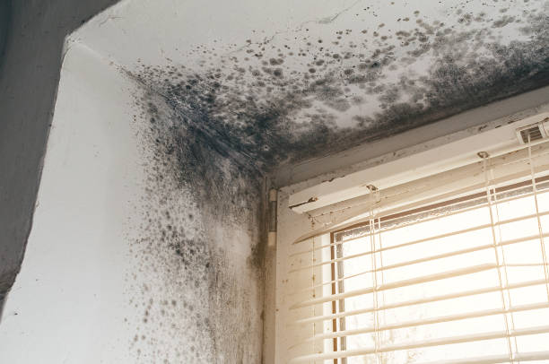 Affordable Commercial Mold Remediation solutions in Milliken, CO